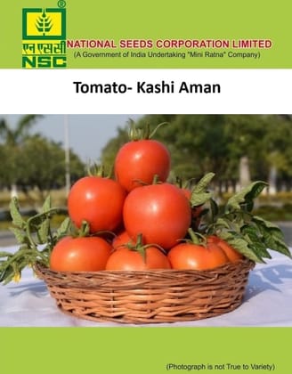 NSC Tomato Kashi Aman Seed 