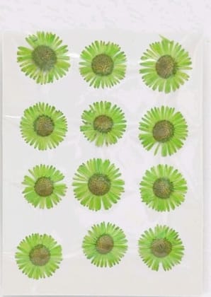 Dry Pressed Flowers - DF46-14