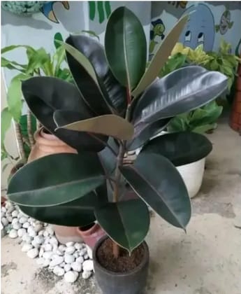 Rubber Plant