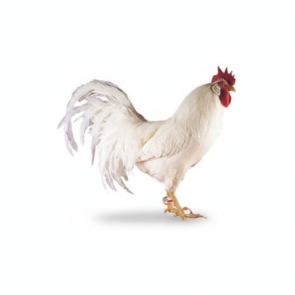 Fresh Farm Chicken - 1 kg - One whole chicken