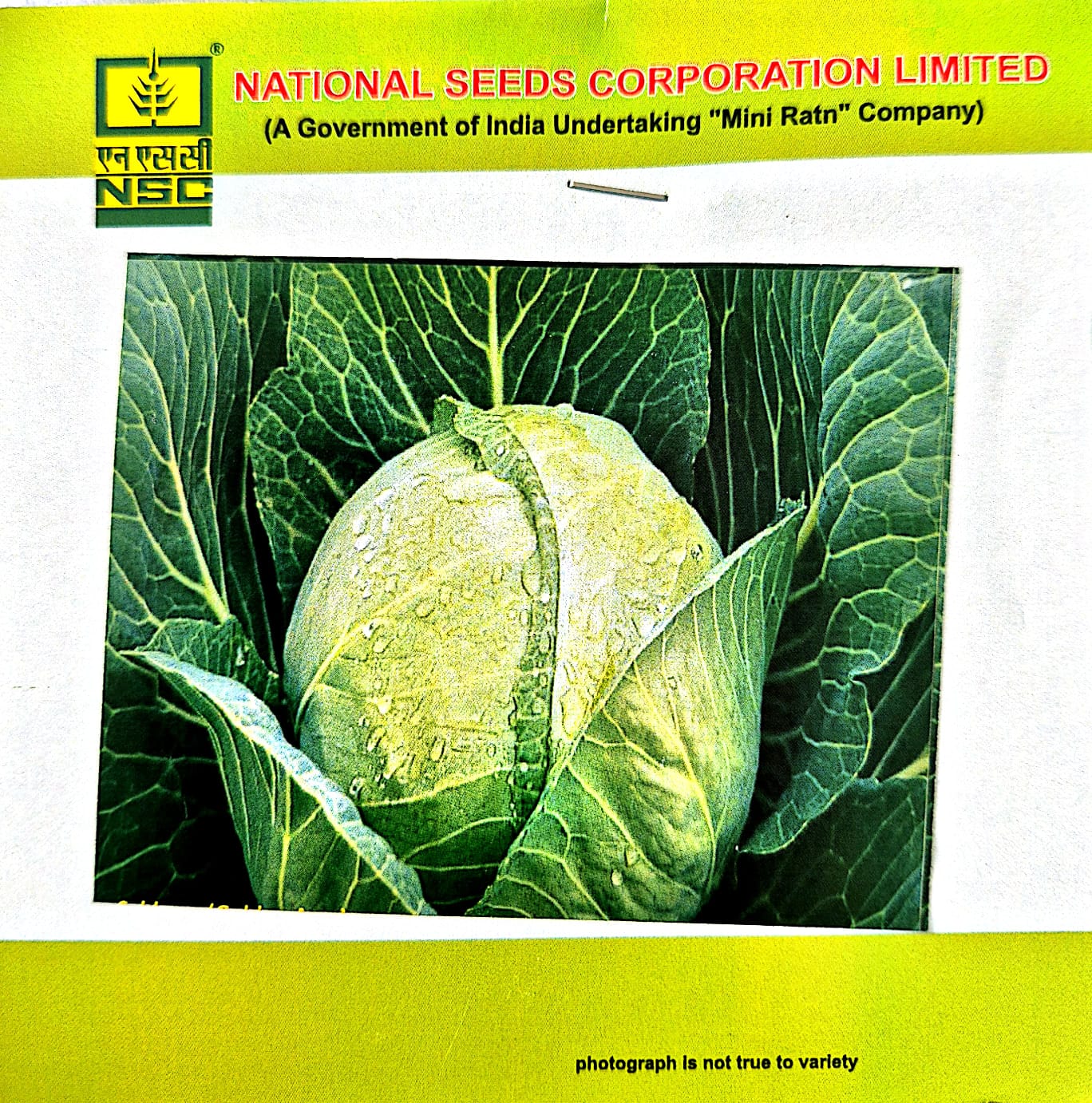 NSC – Cabbage Golden Acre (10 Gms Seeds)