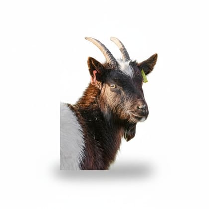 Live Goat (Livestock) - 30 kg - One live goat