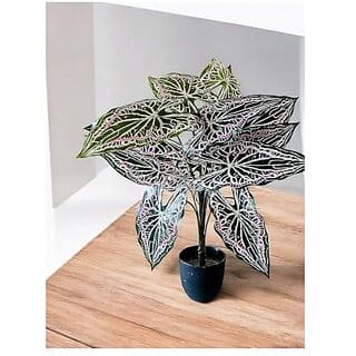 De Gardenia Artificial Caladium Plant with Black Pot | 12 Leaves with Web Pattern | 78.7 cm Tall Decorative Indoor Plant for Home and Office Decor (Web Pattern Caladium Plant)
