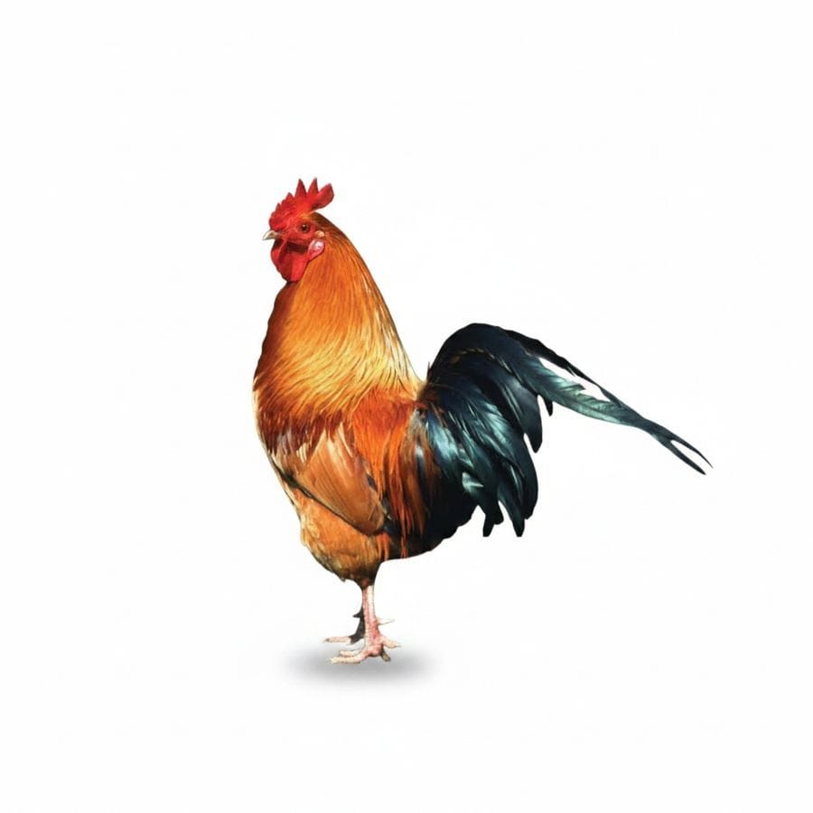Fresh Chicken - 1 kg - One whole chicken