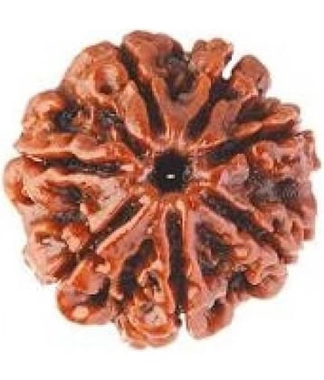 shreee shyam 7 Mukhi Rudraksha, Nepal Originated Rudraksh | Bead Size: 20-25mm | 100% Original & Natural Rudrakash |