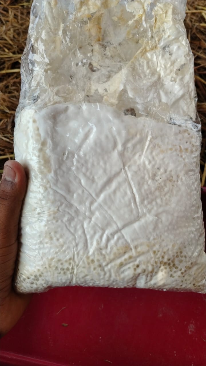 Oyster Mushroom Spawn