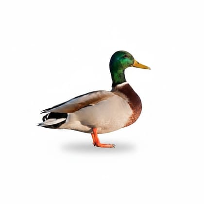 Fresh Duck Meat - 1 kg - One whole duck