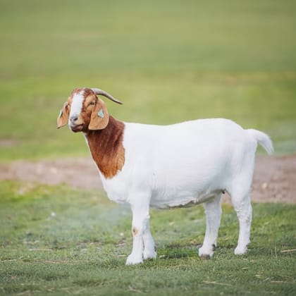 Live Boer Goat - 10 kg - One live goat