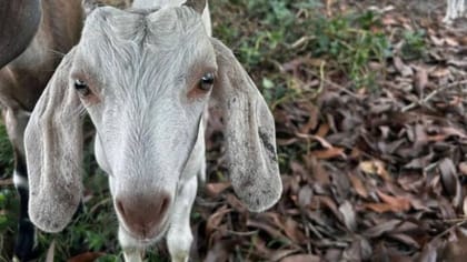 Fresh Goat Meat - 10 kg - One pack of goat meat