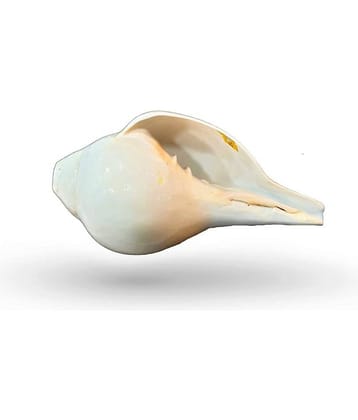 Blowing Shankh with Brass Stand Blowing Shankh Natural for Pooja Loud & Vamavarti (White) Pooja/Pujan Conch 5 inch