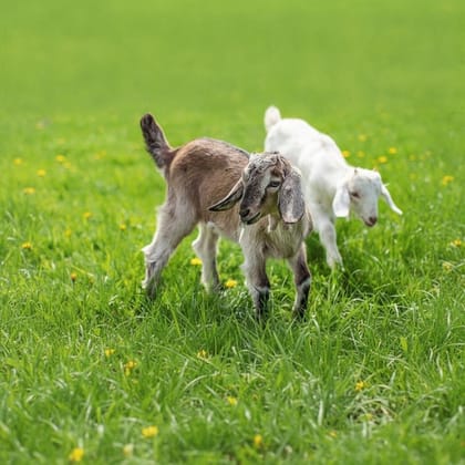 Live Baby Goat - 10 kg - One live goat