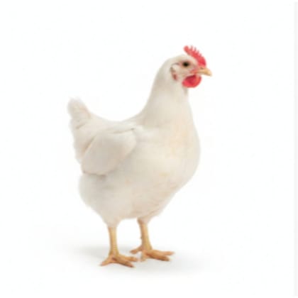 Fresh Broiler Chicken - 1 kg - One kilogram of fresh chicken