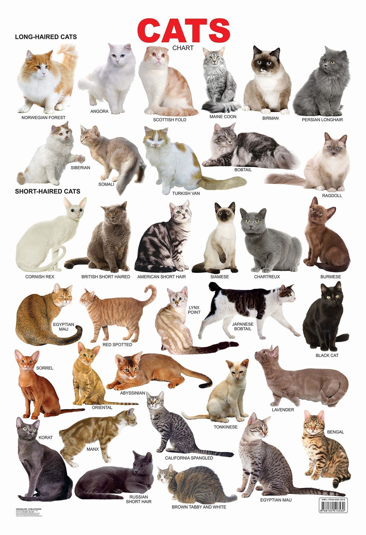 Cat Chart Educational Wall Chart For Kids - Both Side Hard Laminated (Size 48 x 73 cm) [Poster] Dreamland Publications