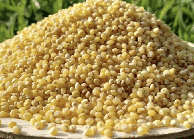 Panivaragu (Proso Millet) rice