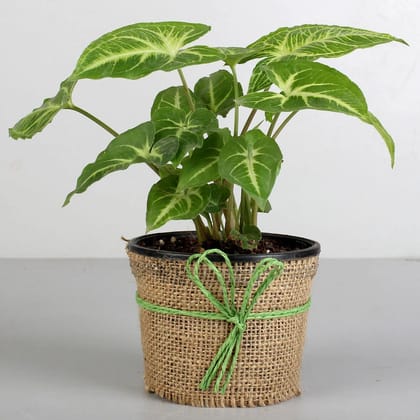 Syngonium Plant Elegance Syngonium Plant Elegance