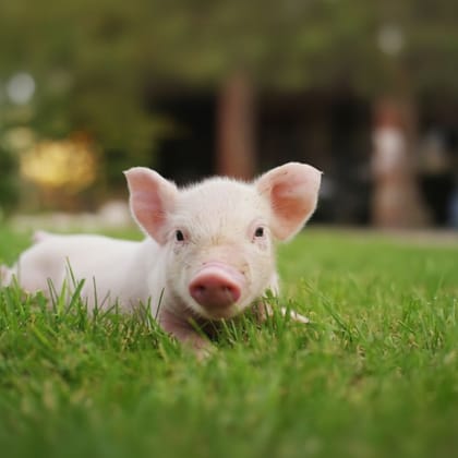 Live Piglet - 30 kg - Pack of 6 live piglets