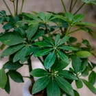 ... ...