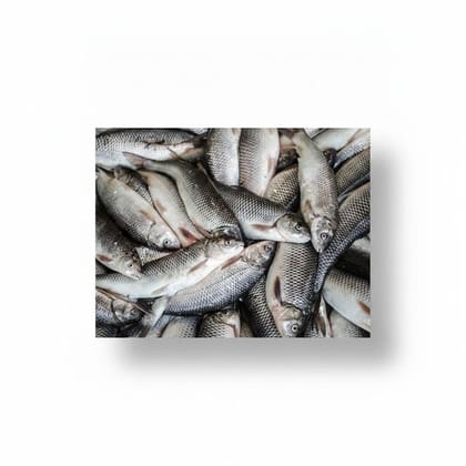 Fresh Raw Fish - 1 kg - 1kg of raw fresh fish
