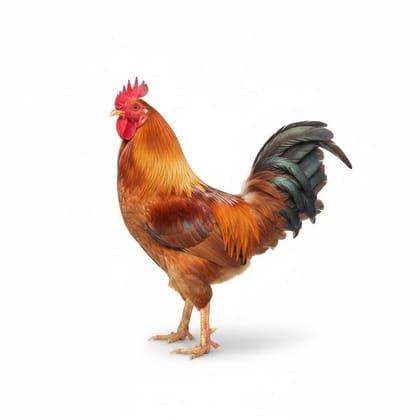 Fresh Whole Chicken - 1 kg - One whole chicken