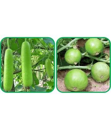 Aero Seeds Tinda ( 30 Seeds) And Bottle Gourd Long ( 30 Seeds) Vegetable Seeds Pack