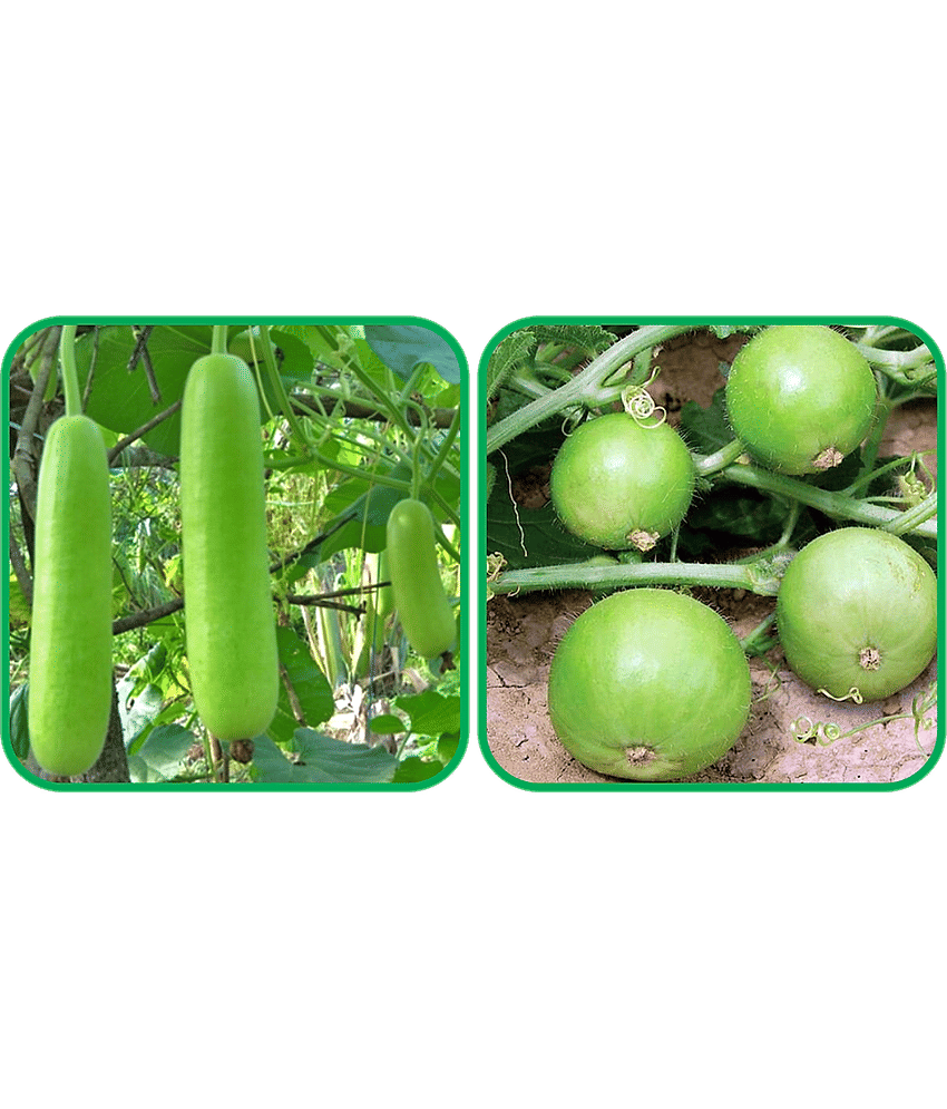 Aero Seeds Tinda ( 30 Seeds) And Bottle Gourd Long ( 30 Seeds) Vegetable Seeds Pack