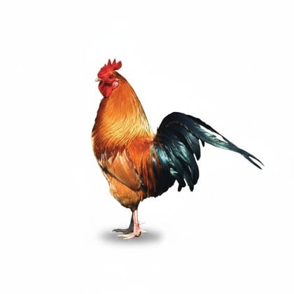 Fresh Whole Chicken - 1 kg - One whole chicken