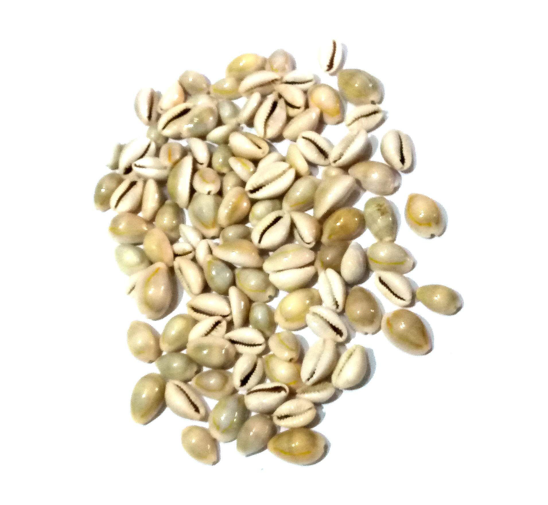 Nawani Lakshmi Gavvalu Bhoora Cowrie Kawdi Kaudi Kowdi (Pack of 50 Grms)