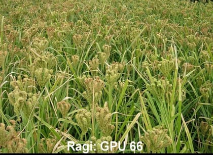 Nsc ragi / gpu- 66 cs 5kg packing