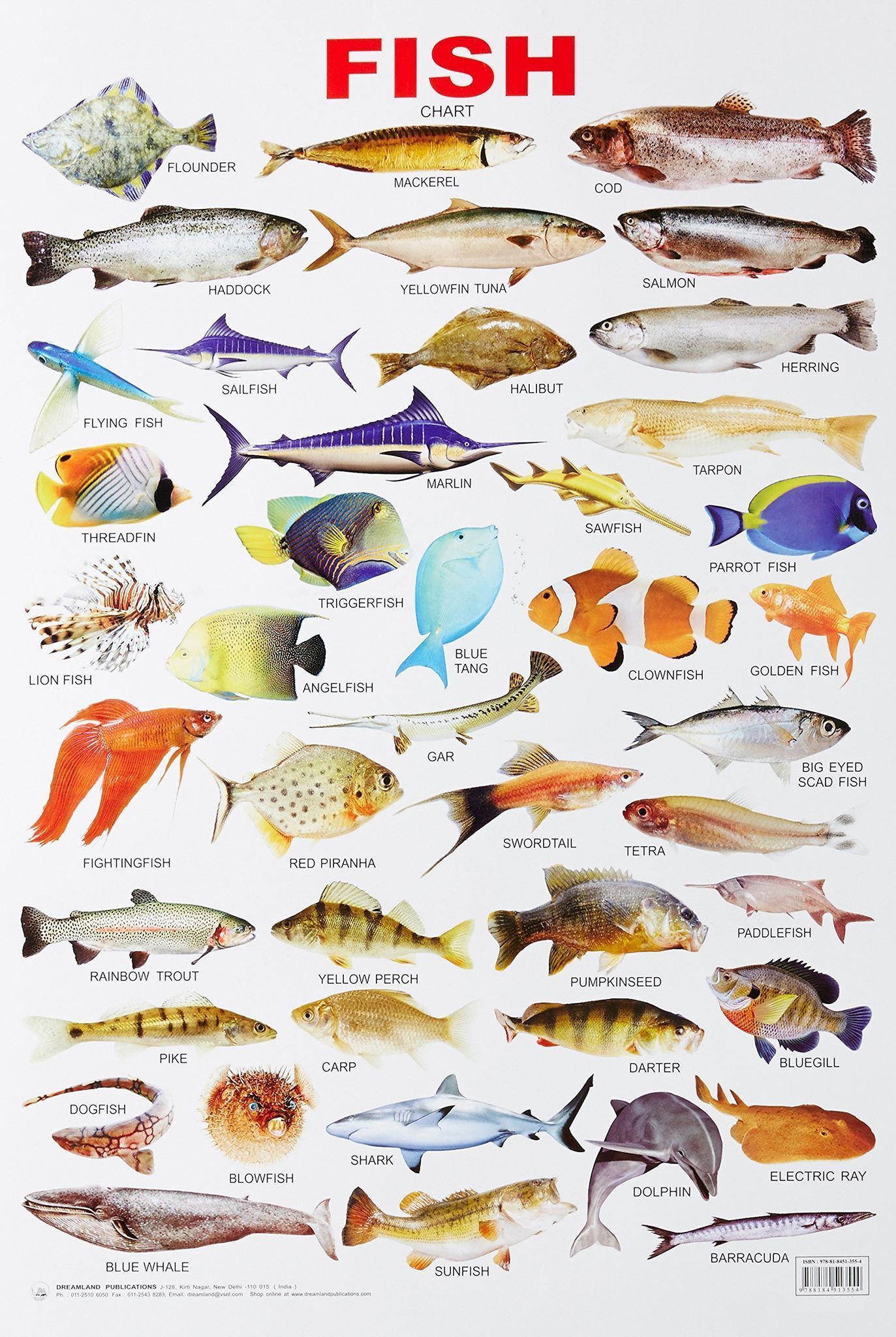 Fish Educational Wall Chart For Kids - Both Side Hard Laminated (Size 48 x 73 cm) [Poster] Dreamland Publications