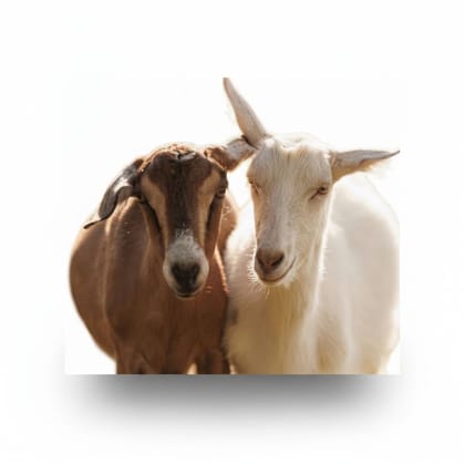 Fresh Farm Goat Meat - 25 kg - One pack of fresh goat meat