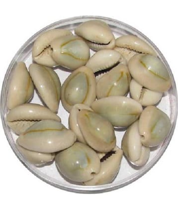 Shri Astha Vinayak Natural Grey Laxmi Cowrie Lakshmi Gavvalu Kawry Kodi Kauri 21 piece