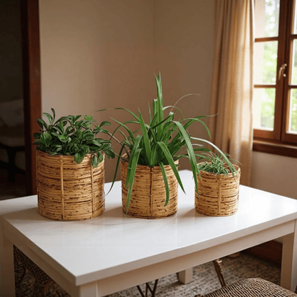 Cane Pot Planters | Round Base Holders | Set of 3 Cane Pot Planters | Round Base Holders | Set of 3