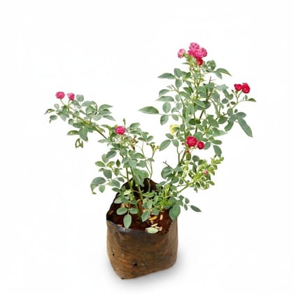 Miniature Rose Plant in Nursery Bag