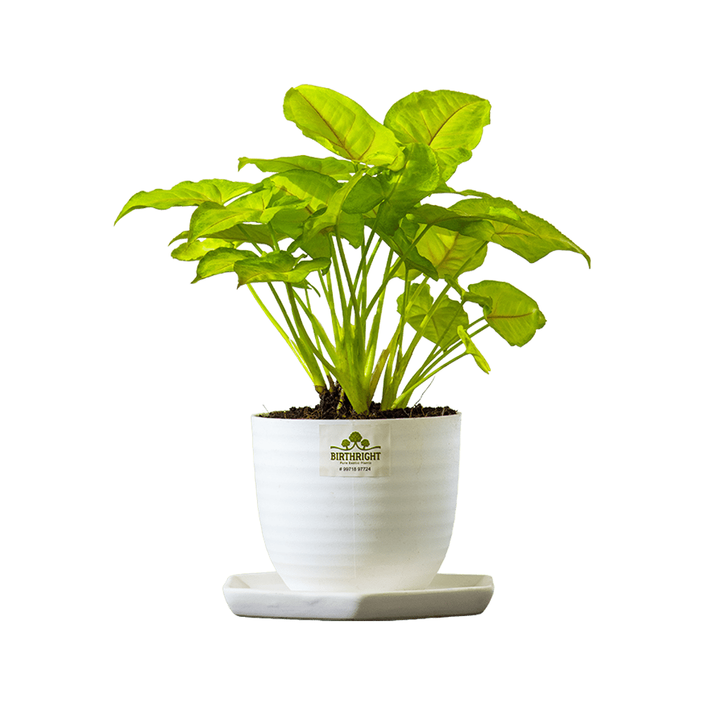 Birthright || Philodendron || Plant
