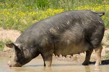 Healthy Farm-Raised Livestock Pig - 15 kg - One live pig