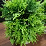 Tulsi