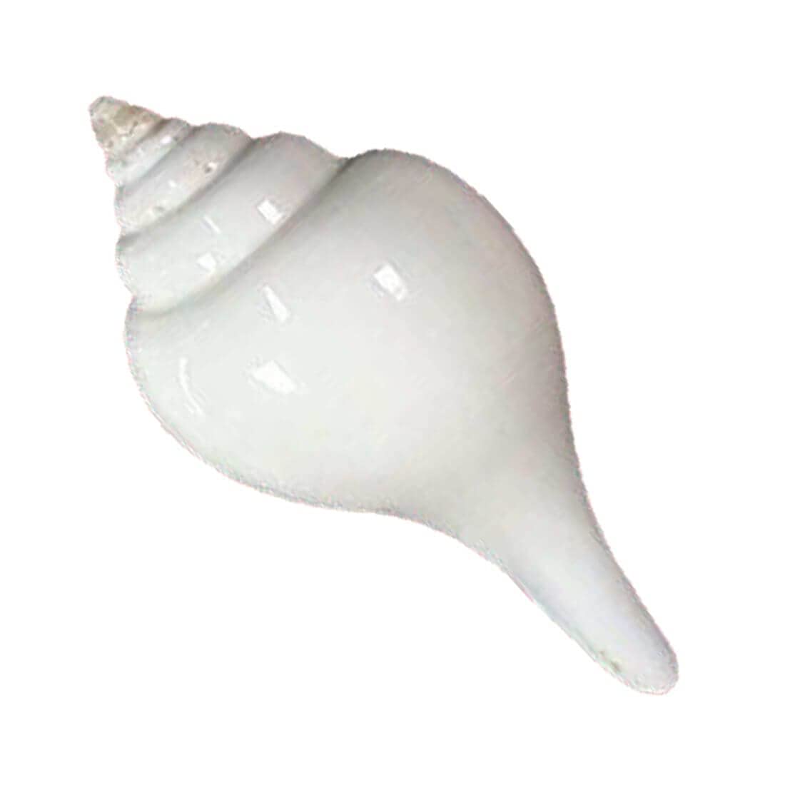 MAYAPURI Premium Quality Jal Shankha 8 to 10 Cm Puja Sankha White Conch Shells