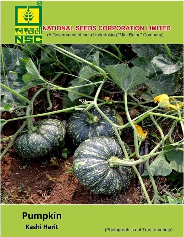 NSC Pumpkin Kashi Harit Seed 