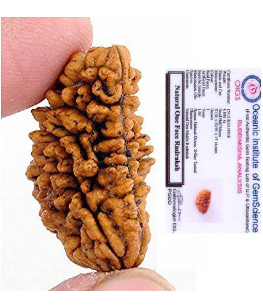1 mukhi rudraksha original / one faced Rudraksha 100% original Lab certified 1 face mukhi rameshwaram beads / Divine Almighty Genuine Rudraksha by RUDRA DIVINE / guaranty of Originality