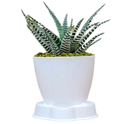 Birthright || Haworthia || Plant Birthright || Haworthia || Plant