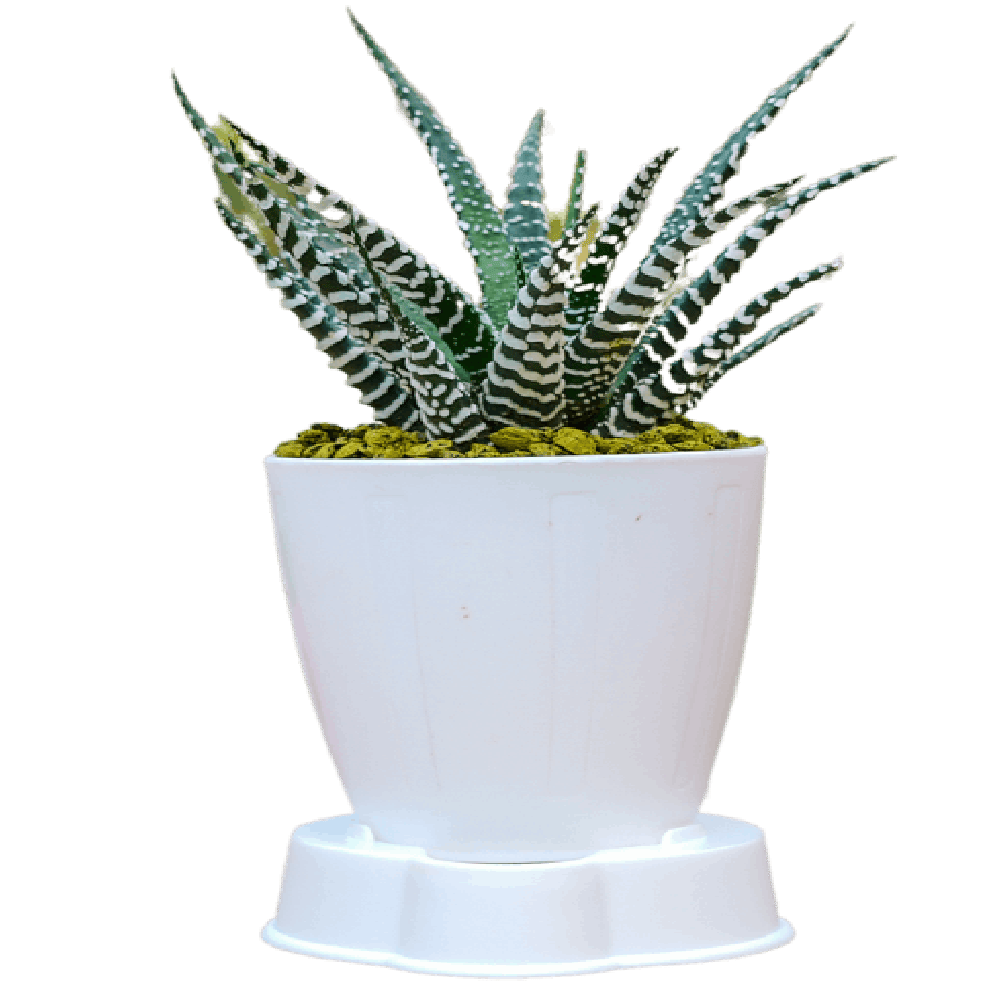 Birthright || Haworthia || Plant