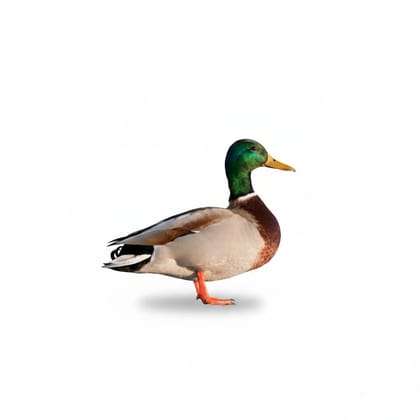 Fresh Duck Meat - 1 kg - One pack of duck meat