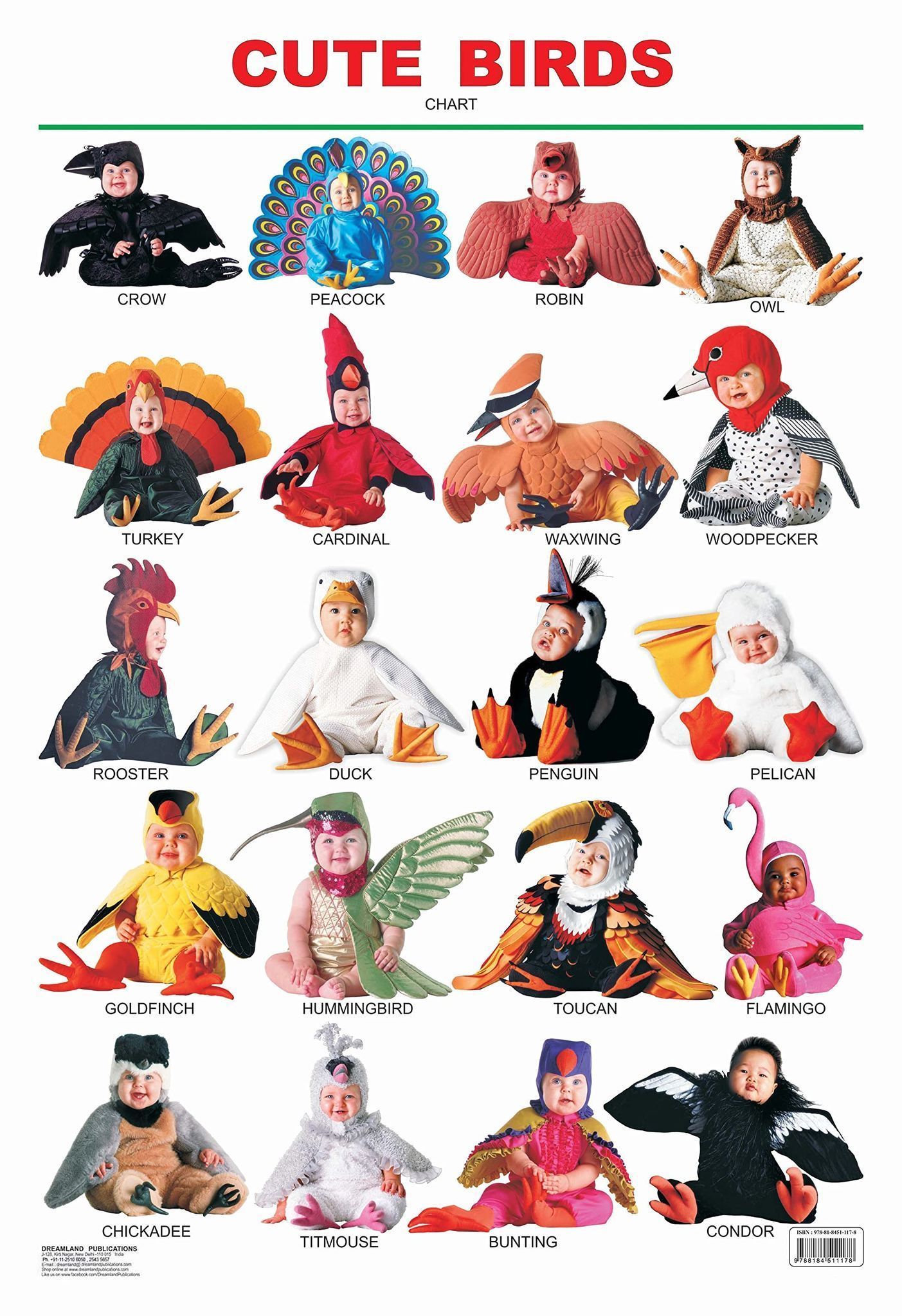 Cute Birds Educational Wall Chart For Kids - Both Side Hard Laminated (Size 48 x 73 cm) [Poster] Dreamland Publications