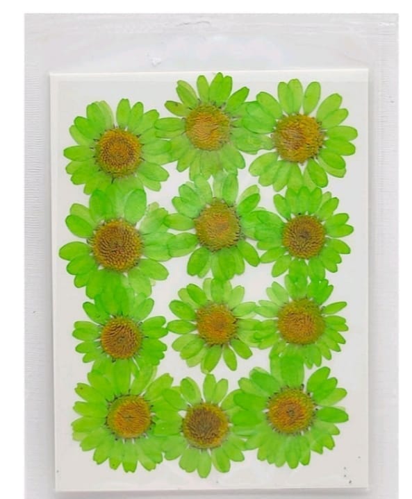 Dry Pressed Flowers - DF45-12
