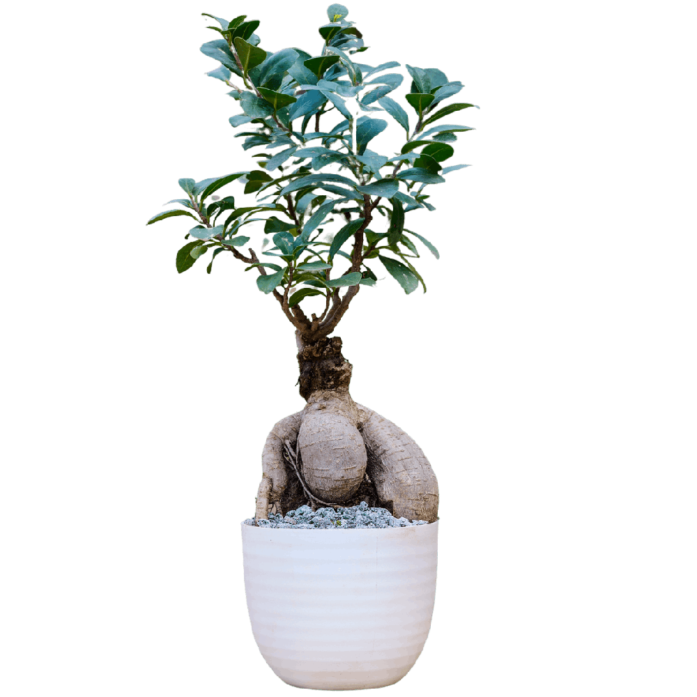 Birthright || Ficus Big || Plant