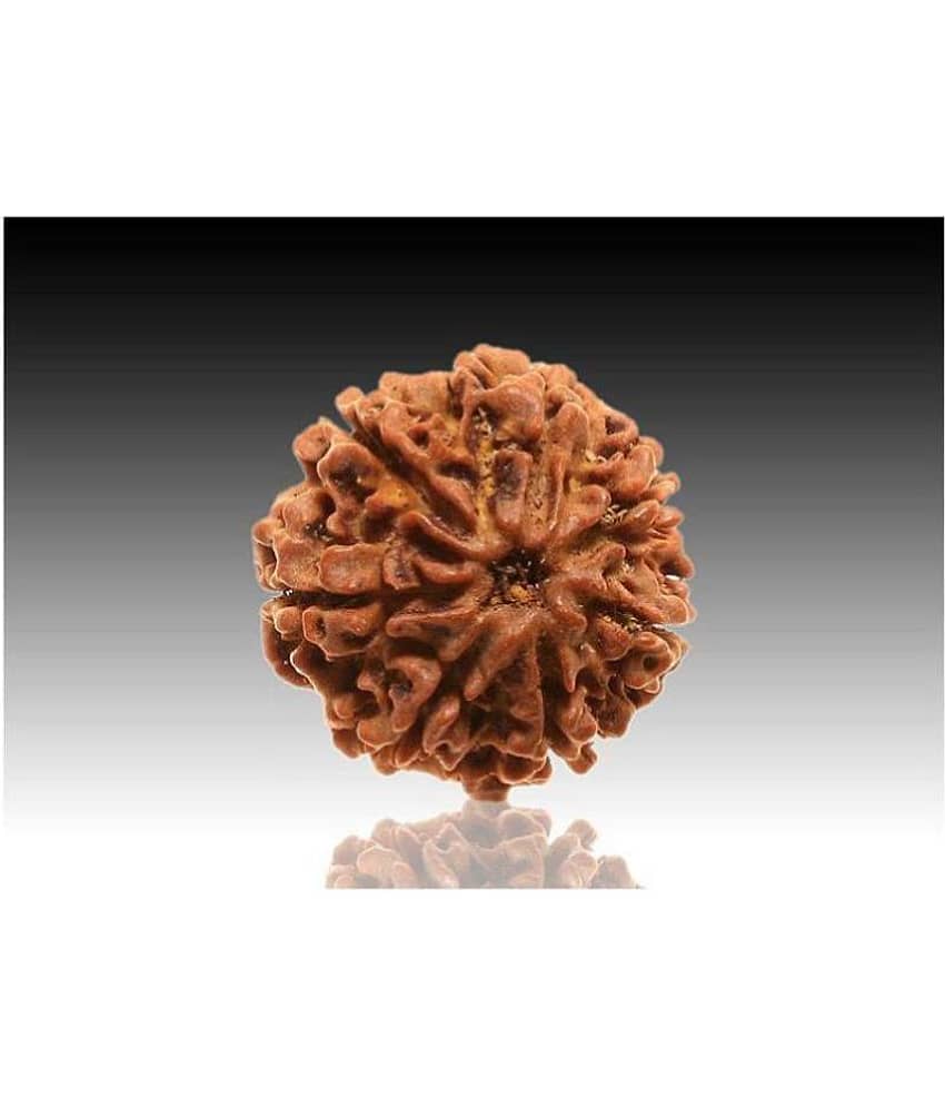 7 faced Rudraksha 100% original Lab certified 7 face mukhi Nepali beads / Divine Almighty Genuine Rudraksha by RUDRA