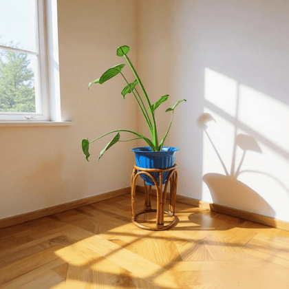 Cane & Bamboo Stand Plant Holder - Flower Vase Plant Stand Cane & Bamboo Stand Plant Holder - Flower Vase Plant Stand