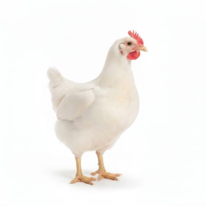 Fresh Chicken - 1 kg - One whole fresh chicken