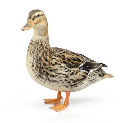 Fresh Duck Meat - 20 kg - One whole duck