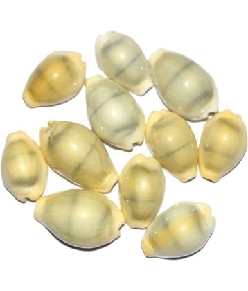 Swadesibuyzzar Yellow Laxmi Kaudi Conch - Pack of 9